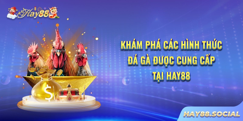 Khám phá các hình thức đá gà được cung cấp tại Hay88