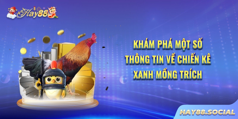 Khám phá một số thông tin về chiến kê Xanh Mồng Trích